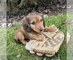 Small Photo #1 Dachshund Puppy For Sale in MIDDLEBURY, IN, USA