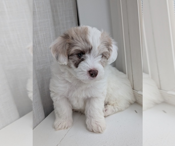 Medium Photo #3 Miniature Australian Shepherd-Poodle (Toy) Mix Puppy For Sale in CICERO, NY, USA