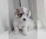 Small #2 Miniature Australian Shepherd-Poodle (Toy) Mix