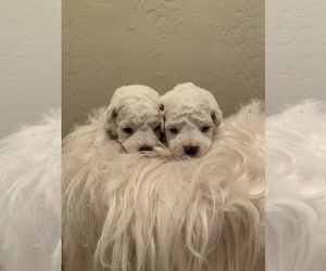 Bichon Frise Puppy for sale in WOODLAKE, CA, USA