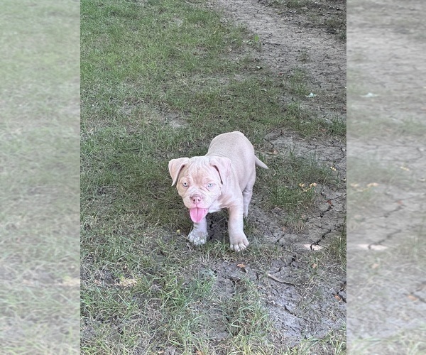 Medium Photo #33 American Bully Puppy For Sale in BOLINGBROOK, IL, USA