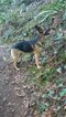Small Photo #6 German Shepherd Dog Puppy For Sale in W LINN, OR, USA