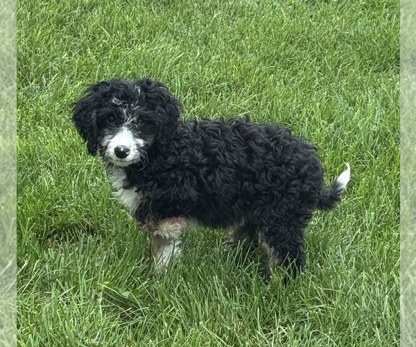 Medium Photo #7 Miniature Bernedoodle Puppy For Sale in LONGMONT, CO, USA