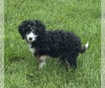 Small #6 Miniature Bernedoodle