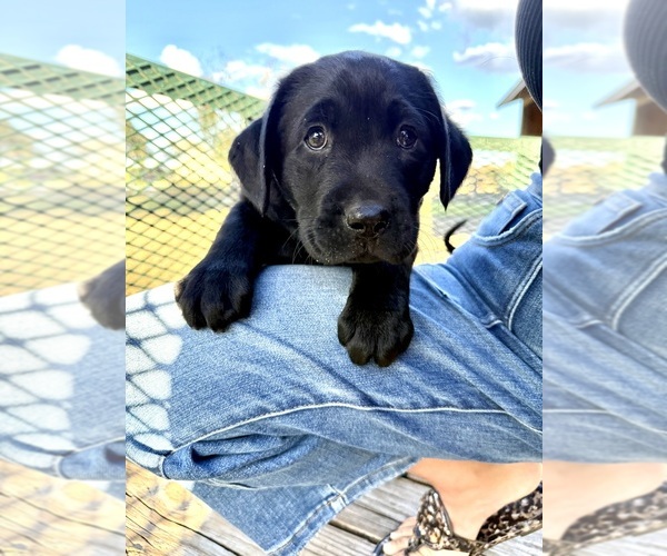 Medium Photo #1 Labrador Retriever Puppy For Sale in WAUCHULA, FL, USA