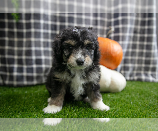 Medium Photo #11 Aussiedoodle Miniature  Puppy For Sale in CLARE, MI, USA