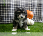 Small #3 Aussiedoodle Miniature 