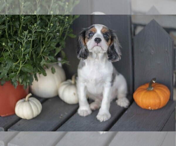 Medium Photo #2 Cavalier King Charles Spaniel Puppy For Sale in MILLERSBURG, OH, USA