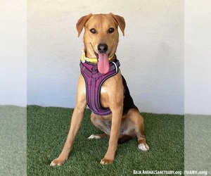 Susie - Female Labrador Retriever-Unknown Mix Dog for Adoption - Photo #4
