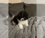 Small Photo #17 Pomeranian Puppy For Sale in BAKERSFIELD, CA, USA