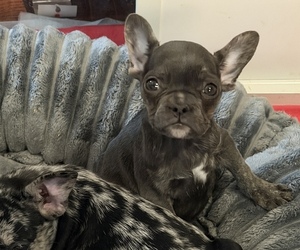 French Bulldog Puppy for sale in HUTCHINSON, KS, USA