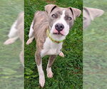 CRUMBLE - Male Mutt Dog for Adoption - Small photo
