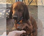 Small Photo #1 Redbone Coonhound Puppy For Sale in DENVER, PA, USA