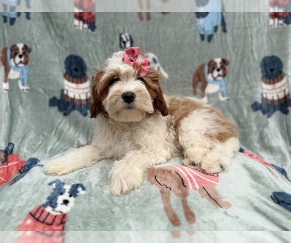 Medium Photo #11 Cavapoo (Miniature) Puppy For Sale in LAKELAND, FL, USA
