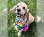 Small #10 Cocker Spaniel