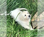 Small Photo #7 English Cream Golden Retriever Puppy For Sale in NACOGDOCHES, TX, USA