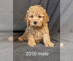 Small Photo #1 Cockapoo Puppy For Sale in CLARE, IL, USA