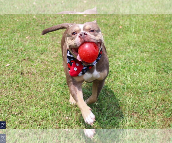 Medium Photo #3 American Bulldog-French Bulldog Mix Puppy For Sale in Lockport, NY, USA