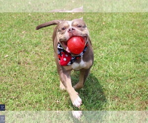 Ozzy - Male American Bulldog-French Bulldog Mix Dog for Adoption - Photo #3