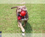 Small #2 American Bulldog-French Bulldog Mix