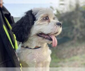 Rock - Female Shih Tzu Dog for Adoption - Photo #4