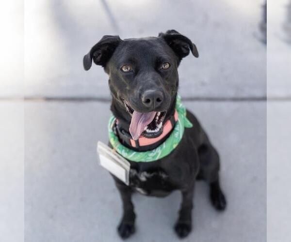 Medium Photo #25 Labrador Retriever-Unknown Mix Puppy For Sale in San Diego, CA, USA