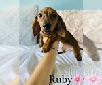 Small Photo #19 Dachshund Puppy For Sale in COOKEVILLE, TN, USA