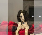 Small Photo #20 English Springer Spaniel-Labradoodle Mix Puppy For Sale in THE DALLES, OR, USA