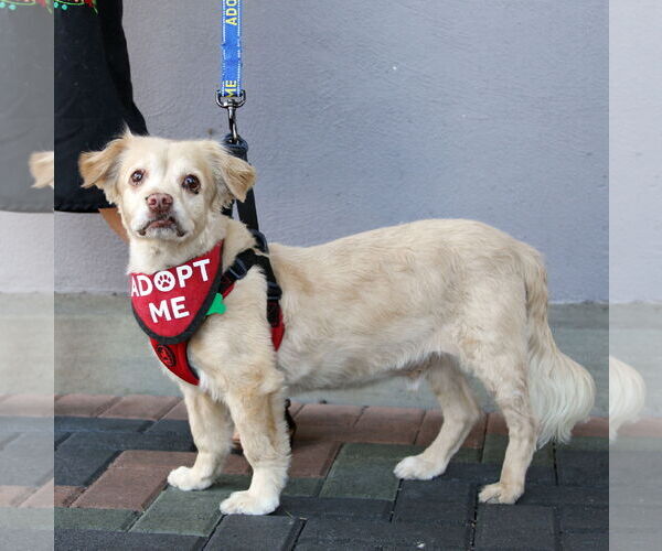 Medium Photo #7 Cocker Spaniel-Spaniel Mix Puppy For Sale in Mission Viejo, CA, USA