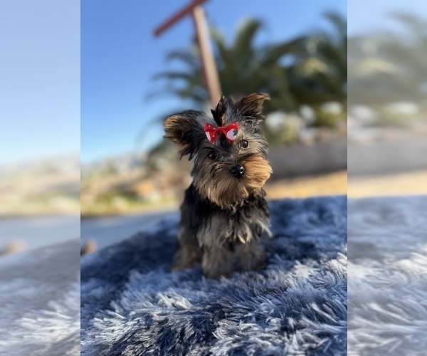 Medium Photo #3 Yorkshire Terrier Puppy For Sale in HESPERIA, CA, USA
