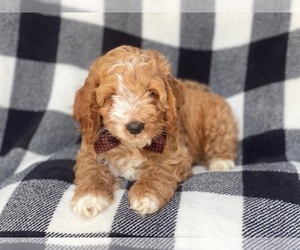 Cocker Spaniel-Poodle (Miniature) Mix Puppy for sale in LAKELAND, FL, USA