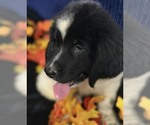 Small Photo #16 Newfoundland Puppy For Sale in AURORA, IN, USA