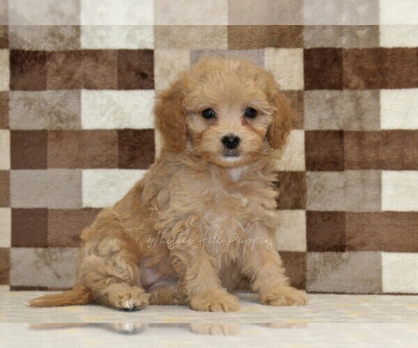 Medium Photo #4 Bernedoodle (Miniature)-Cavapoo (Miniature) Mix Puppy For Sale in DENVER, PA, USA