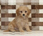 Small #3 Bernedoodle (Miniature)-Cavapoo (Miniature) Mix