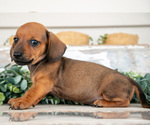 Small #1 Dachshund
