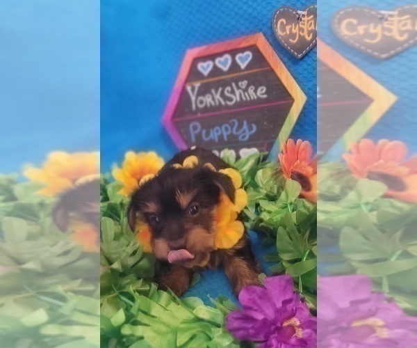 Medium Photo #34 Yorkshire Terrier Puppy For Sale in AKRON, OH, USA