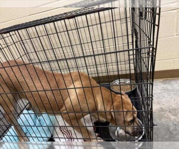 Medium Photo #1 Black Mouth Cur-Unknown Mix Puppy For Sale in Texas City, TX, USA