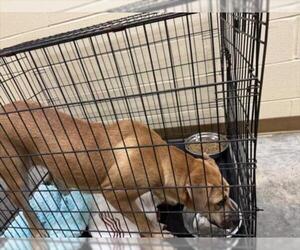 Black Mouth Cur-Unknown Mix Dogs for adoption in Texas City, TX, USA