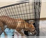 Small Black Mouth Cur Mix