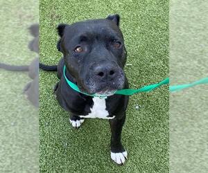 Mutt Dogs for adoption in Fayetteville, NC, USA