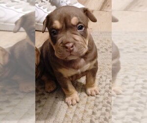American Bully Puppy for sale in LOUISVILLE, KY, USA