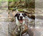 Small #2 American Staffordshire Terrier-Pointer Mix