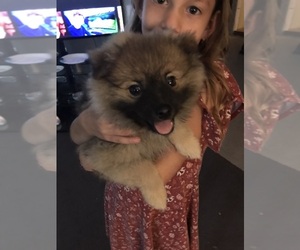 Pomeranian Puppy for sale in BELFAST, NY, USA