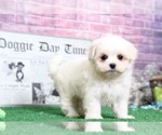 Small Maltese