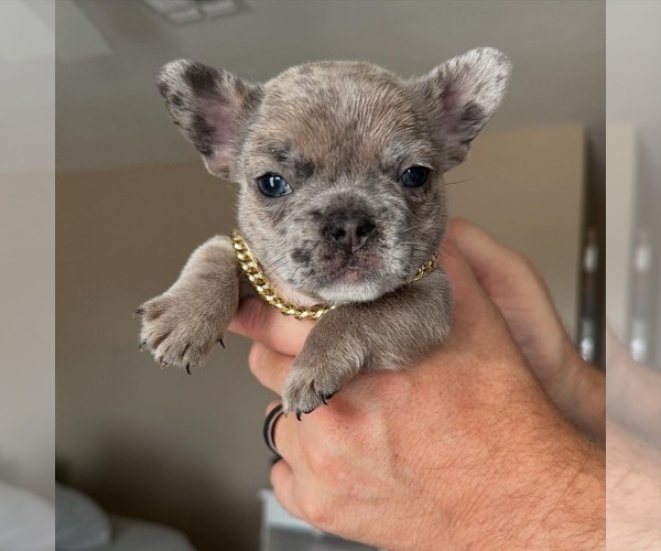 Medium Photo #2 French Bulldog Puppy For Sale in PHOENIX, AZ, USA