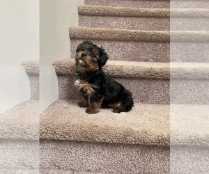 Yorkshire Terrier-Zuchon Mix Puppy for sale in LOGANVILLE, GA, USA