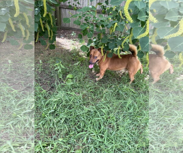 Medium Photo #2 Staffordshire Bull Terrier-Unknown Mix Puppy For Sale in Jackson, MS, USA