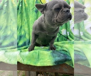 French Bulldog Puppy for Sale in LANCASTER, Pennsylvania USA