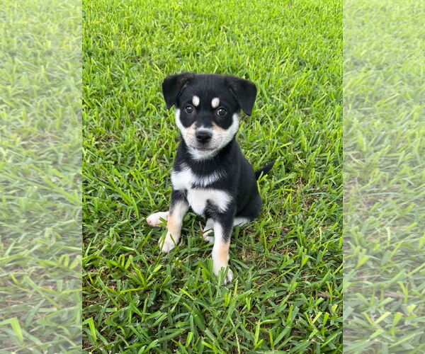 Medium Photo #2 Beauceron-Huskies  Mix Puppy For Sale in Lillian, TX, USA