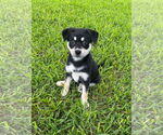 Small #1 Beauceron-Huskies  Mix